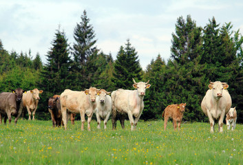 A herd of cow grazing on lush green meadow with calf