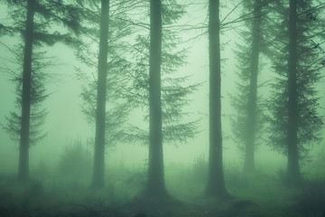 gloomy forest with fog