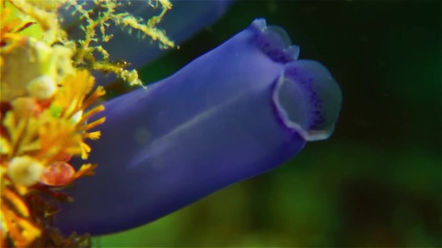 Electric blue colonial sea squirts (ascidians, tunicates)