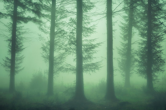 Fototapeta gloomy forest with fog
