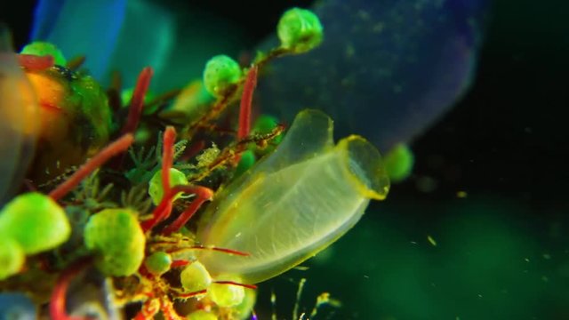 Electric blue colonial sea squirts (ascidians, tunicates)