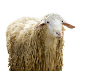 Image of a sheep on white background. Farm Animals.
