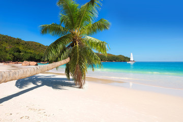 Palm trees on white sand on a tropical beach.