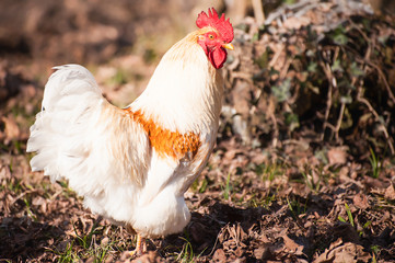 White rooster
