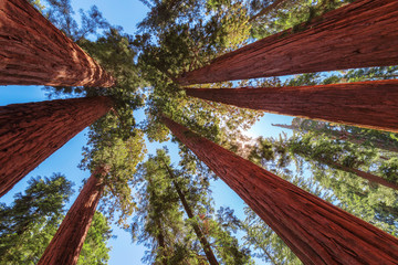 Redwood Tree in Sequoia National Park, California.