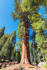 Giant sequoia trees in Sequoia National Park, California.