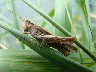 grasshopper