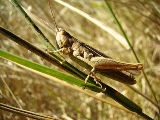 grasshopper