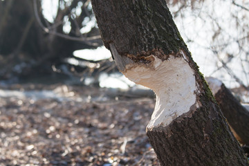 Tree gnawed by beavers