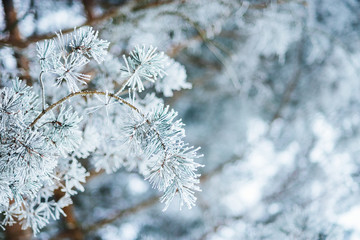 Winter forest pine tree snowflakes falling. Fir branches covered with frost and snow. Blurred winter background with copy space area. Background with snow covered branches.
