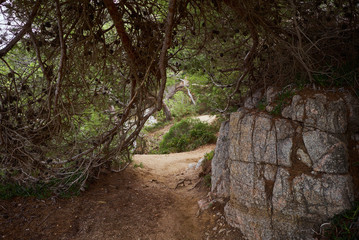 Big pine tree branches fallen down and make top cover on small narrow empty path on mountain