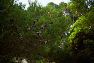 Close focus on pine tree branches with big strobilas on it, outdoor escaping and exploring nature in mountain forest
