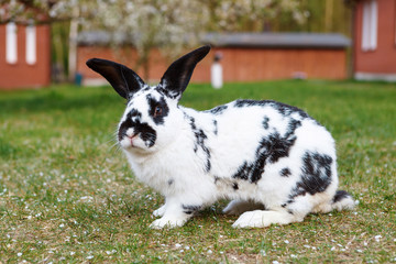Obraz premium Checkered giant rabbit