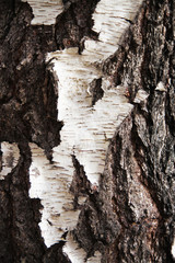 Bark of birch