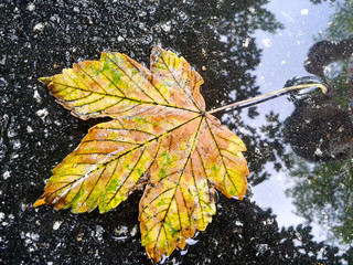 Leaf on the water