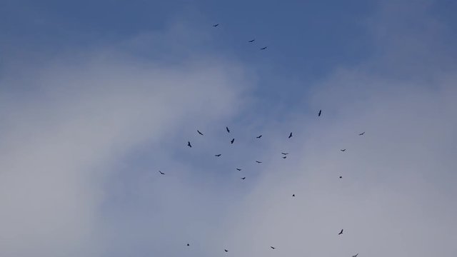Large flock of Turkey vultures (Cathartes aura) in a blue sky. Vinales, Pinar del Rio,