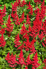 Astilbe red flowers