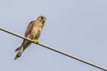 Turmfalke (Falco tinnunculus)