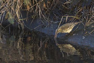Bergpieper (Anthus spinoletta)