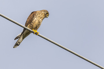 Turmfalke (Falco tinnunculus)