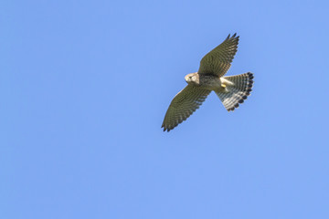 Turmfalke (Falco tinnunculus)