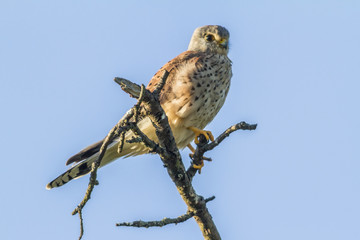 Turmfalke (Falco tinnunculus)