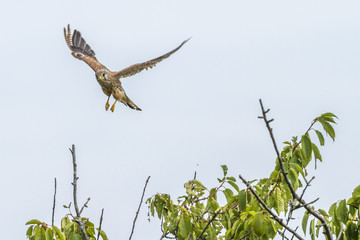 Turmfalke (Falco tinnunculus)