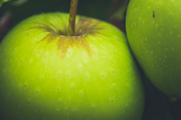 Green Apples