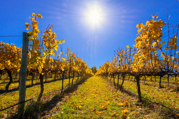 Naklejka premium Grape vines in autumn