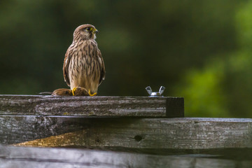Turmfalke (Falco tinnunculus)