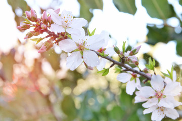 background of spring white cherry blossoms tree