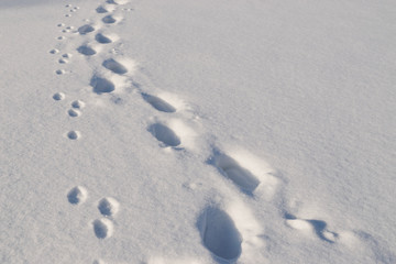White fresh snow carpet with trails of a hare and a human.