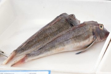 fish in the fish market