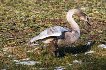 Baby Swan in meadow