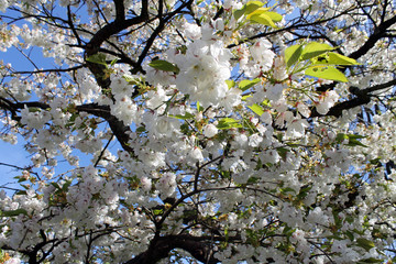 weiße Kirschblüten