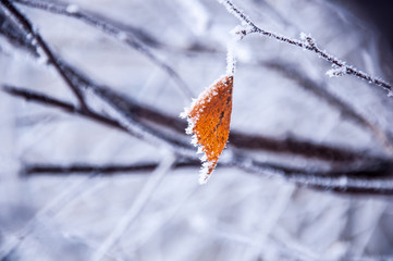 The birch leaf covered by the snow