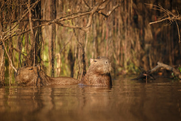 capybara in the nature habitat of northern pantanal, biggest rondent, wild america, south american wildlife, beauty of nature, giants 