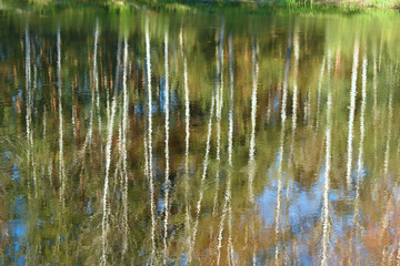 reflected in the smooth surface of birch forest forest lake. Abstract artistic image.
