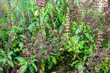 Basil Leaf Tree with Flower [Ocimum Tenuiflorum]