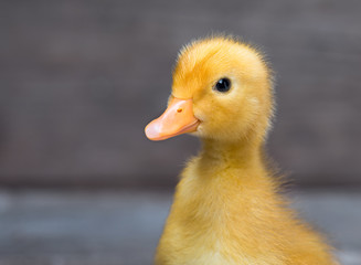 Cute little newborn duckling on wooden background. Close up portrait of newly hatched duck on a...