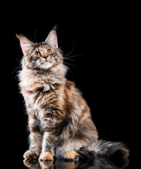 Portrait of domestic tortoiseshell Maine Coon kitten. Fluffy kitty on black background. Close-up studio photo adorable curious young cat looking away.