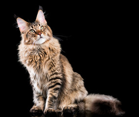 Naklejka na ściany i meble Portrait of domestic black tabby Maine Coon kitten. Fluffy kitty on black background. Extreme close-up studio shot beautiful curious young cat looking away.