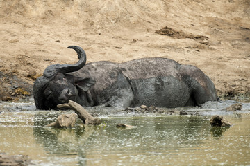 Buffle d'Afrique, Syncerus caffer, Parc national Kruger, Afrique du Sud
