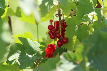 Red currant bush