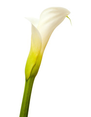 calla lily in white