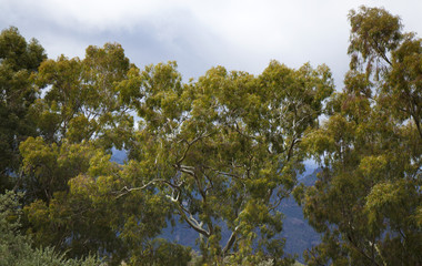 Obraz na płótnie Canvas old Eucalyptus trees