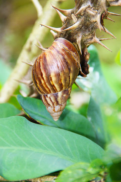Snail with a long spiral shell crawling on a branch with big thorns surrounded by green leaves.
