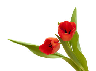 red and yellow tulip flowers