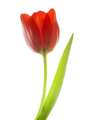 red  tulip flowers