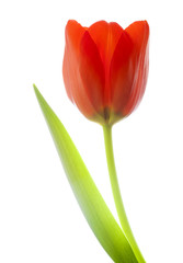 red  tulip flowers